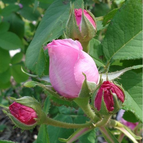 Rosen Online Kaufen - Rosa Comte de Chambord - rosa - portlandrosen - stark duftend - Robert and Moreau - Da die Blüten auch bei schlechtem Wetter blühen, ist sie auch als Schnittblume geeignet.